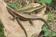 Eutropis multifasciata