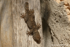 Tarentola mauritanica