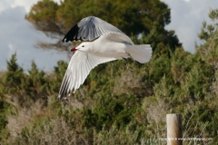 Ichthyaetus audouinii