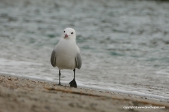 Ichthyaetus audouinii