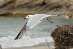 Ichthyaetus audouinii