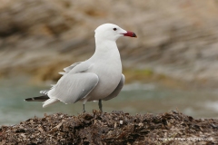 Ichthyaetus audouinii