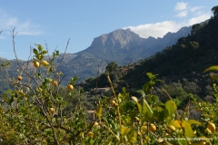 Sóller