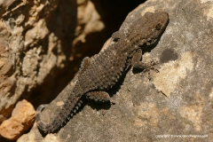 Tarentola mauritanica