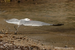 Ichthyaetus audouinii