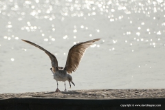 Ichthyaetus audouinii