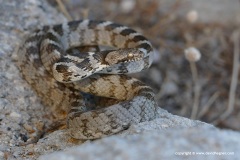 Telescopus fallax