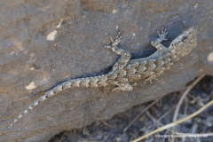 Mediodactylus kotschyi