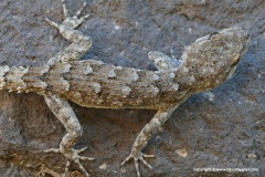 Mediodactylus kotschyi