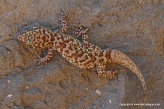 Hemidactylus turcicus