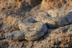 Macrovipera lebetina schweizeri