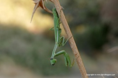 Iris oratoria