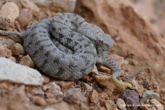 Macrovipera lebetina schweizeri