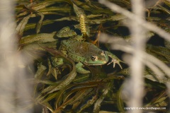 Pelophylax kurtmuelleri