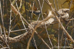 Macrovipera lebetina schweizeri