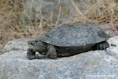 Mauremys rivulata