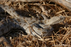 Macrovipera lebetina schweizeri