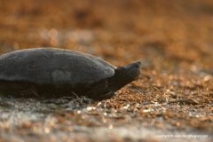 Mauremys rivulata
