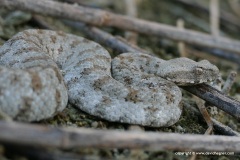Macrovipera lebetina schweizeri