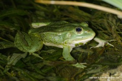 Pelophylax kurtmuelleri