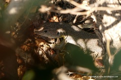 Lacerta trilineata hansschweizeri