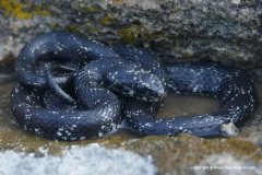 Natrix natrix moreotica