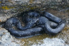 Natrix natrix moreotica