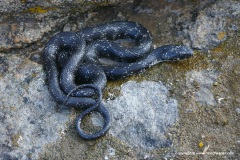 Natrix natrix moreotica