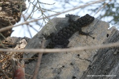 Mediodactylus kotschyi