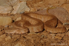 Macrovipera lebetina schweizeri
