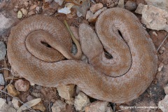 Macrovipera lebetina schweizeri