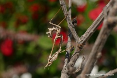 Empusa fasciata