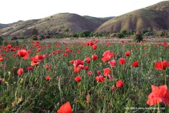 Near Taferiate