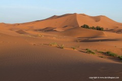 Merzouga