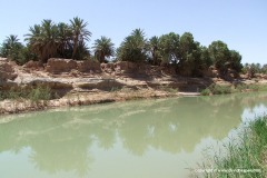 Oasis