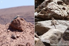 Agama impalearis