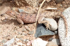 Agama impalearis