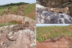 Agama impalearis
