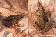 Discoglossus pictus