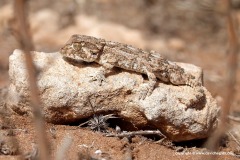 Geckonia chazaliae