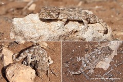 Geckonia chazaliae