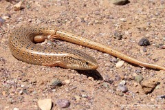 Chalcides ocellatus