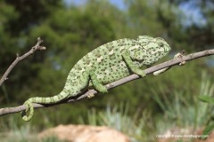 Chamaeleo chamaeleon