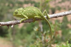 Chamaeleo chamaeleon