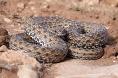 Malpolon monspessulanus