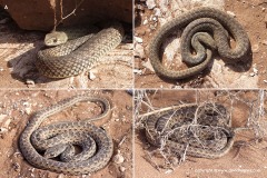 Malpolon monspessulanus