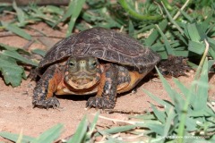 Mauremys leprosa leprosa