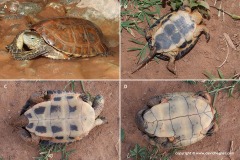 Mauremys leprosa leprosa