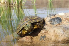 Mauremys leprosa saharica