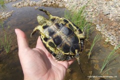 Mauremys leprosa saharica